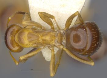 Media type: image;   Entomology 8880 Aspect: habitus dorsal view